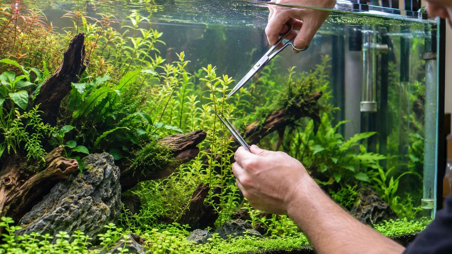 Aquarium Aquascaping in Progress