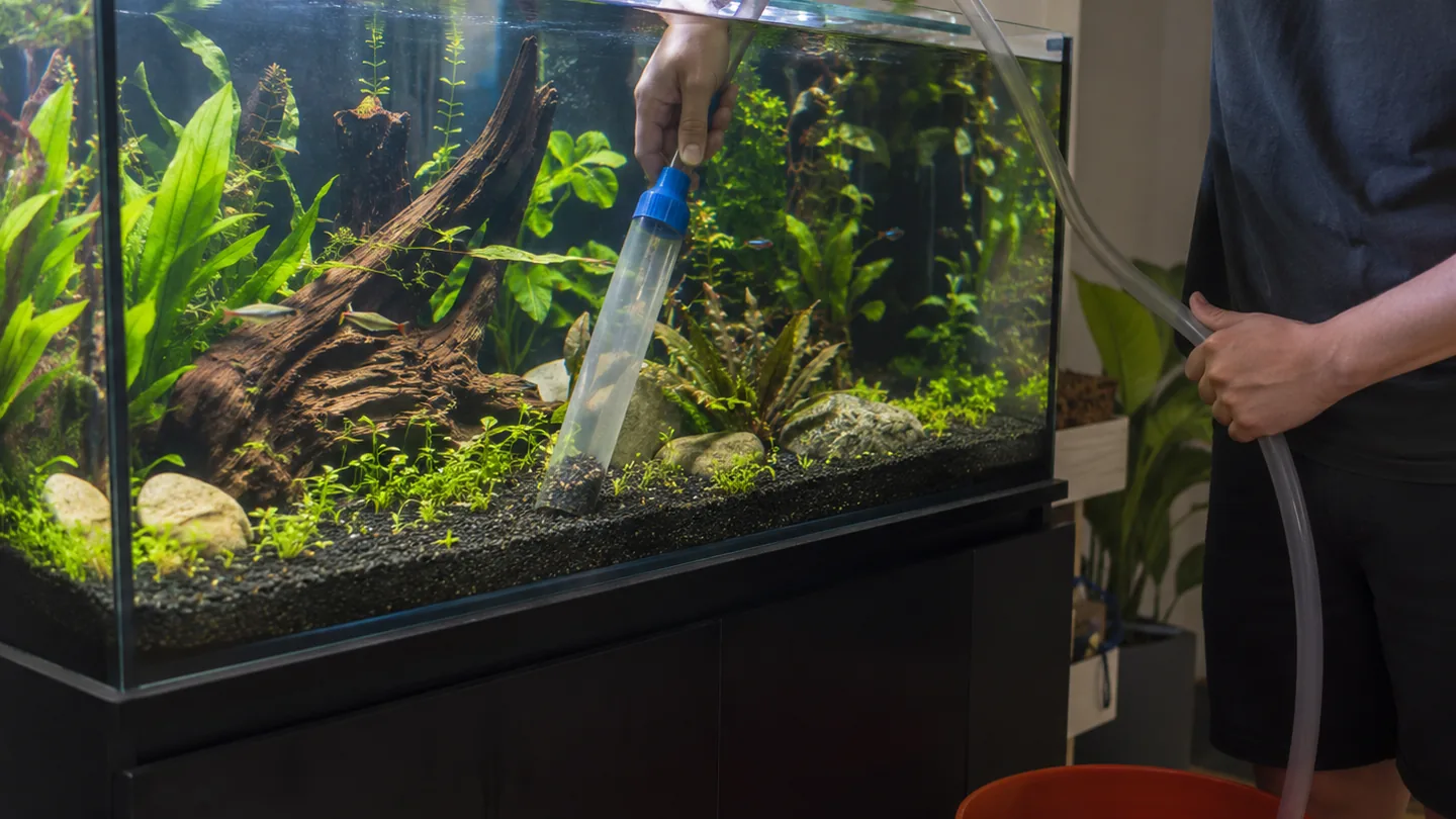 Aquarium Maintenance with Planted Aquascape