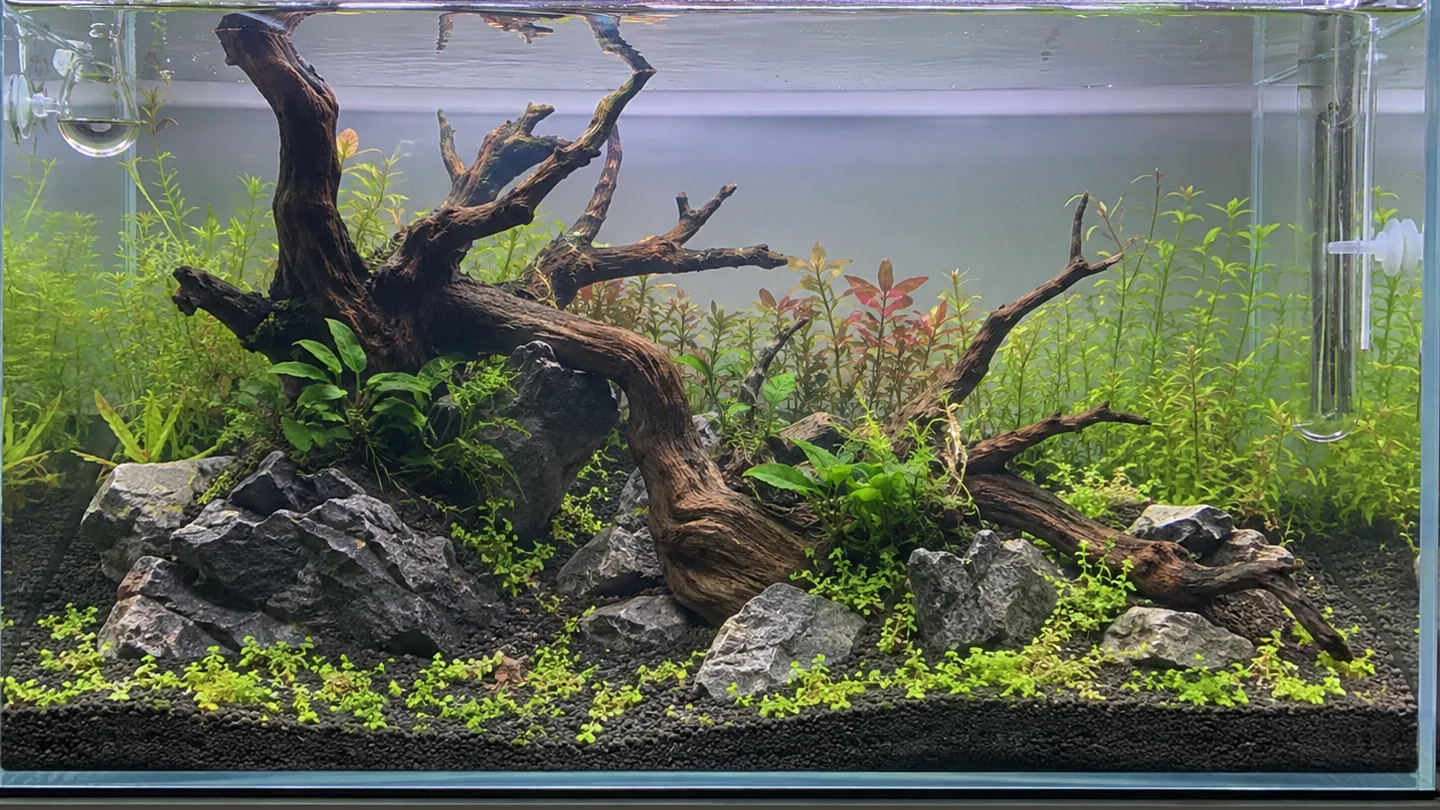 Freshwater aquarium care scene