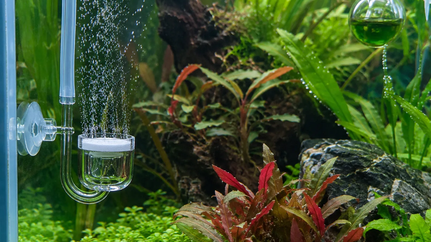 Freshwater aquarium scene for Choosing a filter-turnover target