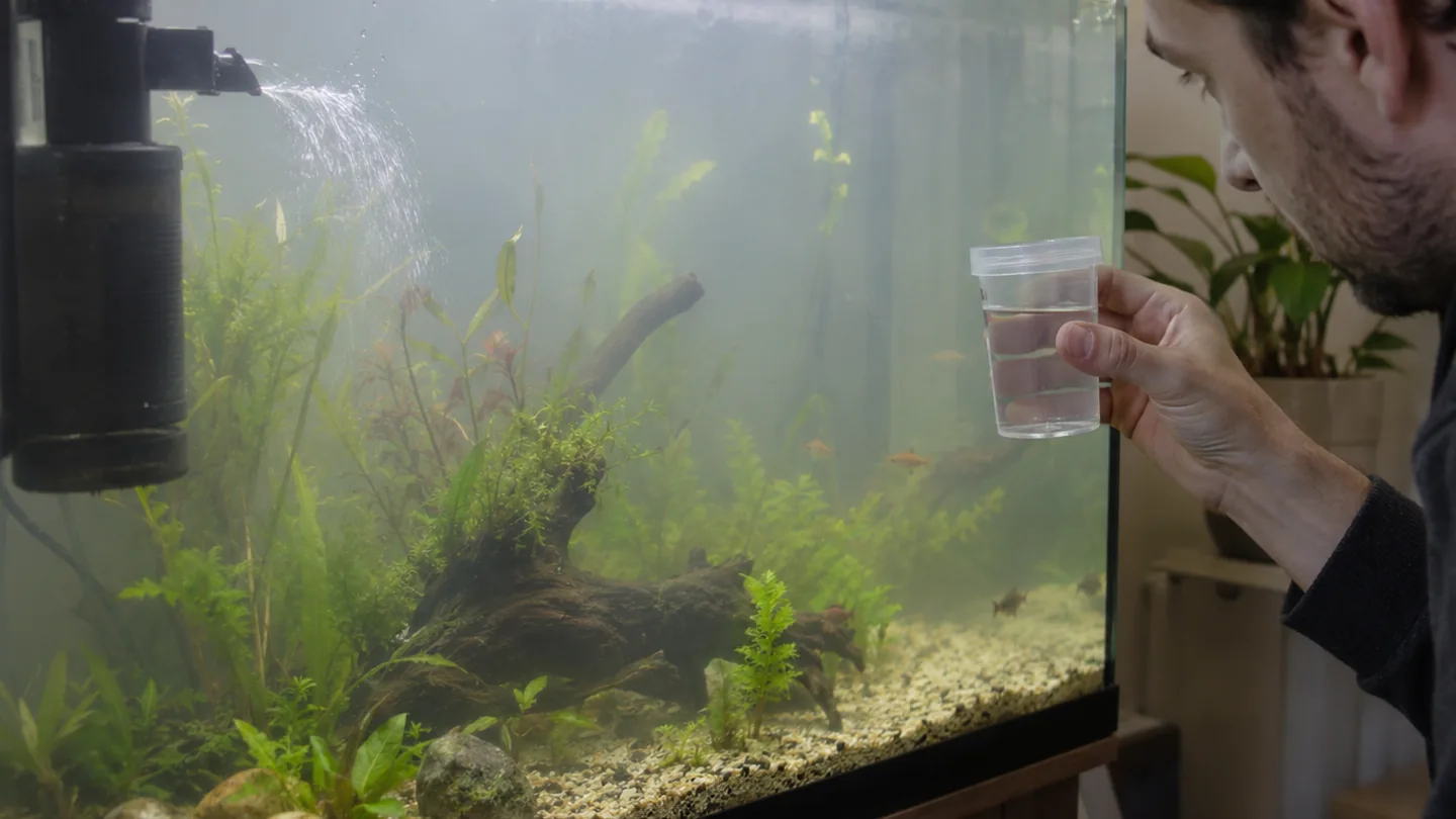 Freshwater aquarium care scene