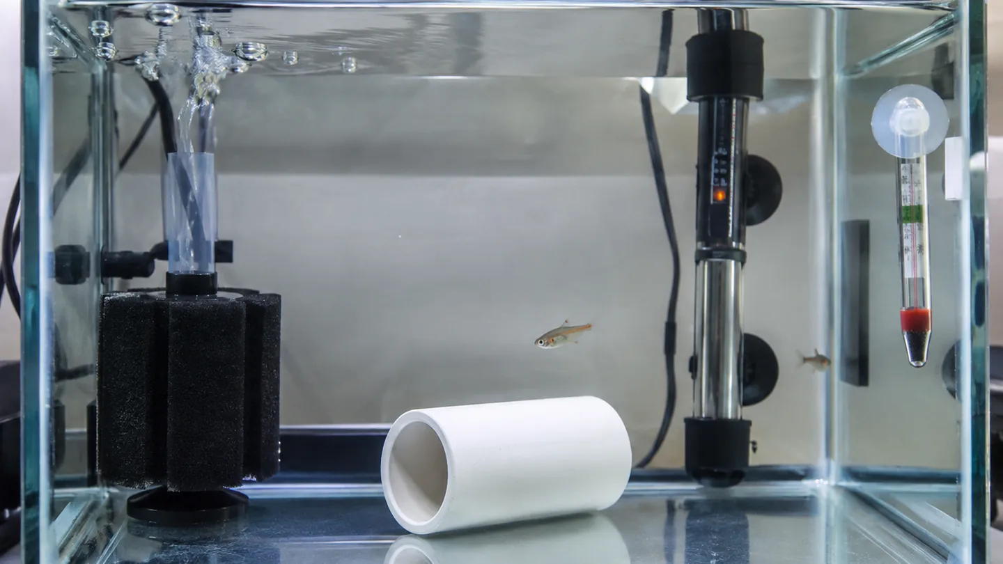 Freshwater aquarium care scene