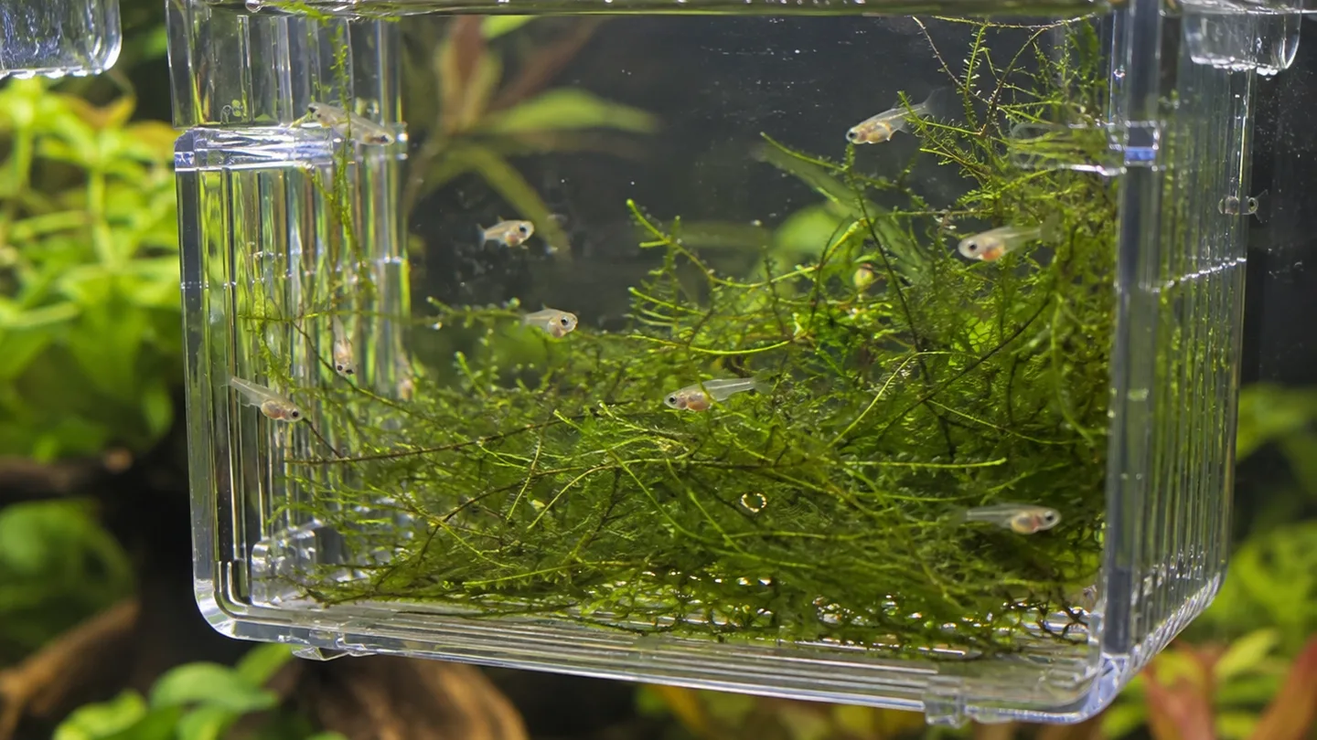 Freshwater aquarium care scene