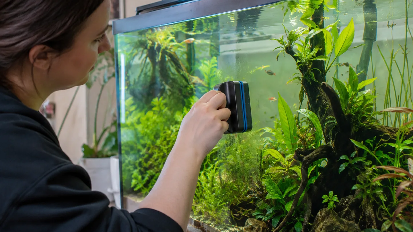 Freshwater aquarium care scene