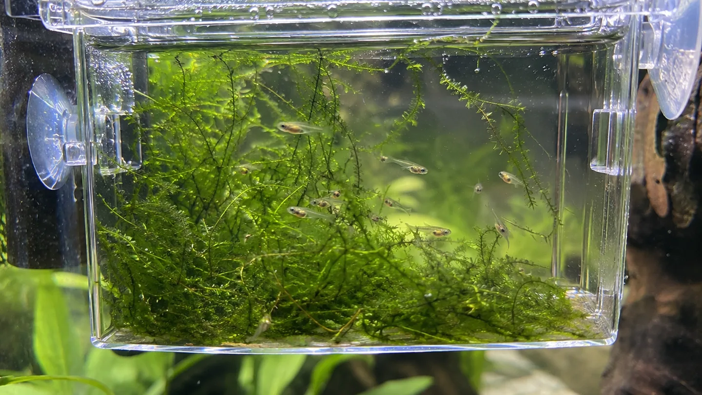 Freshwater aquarium care scene