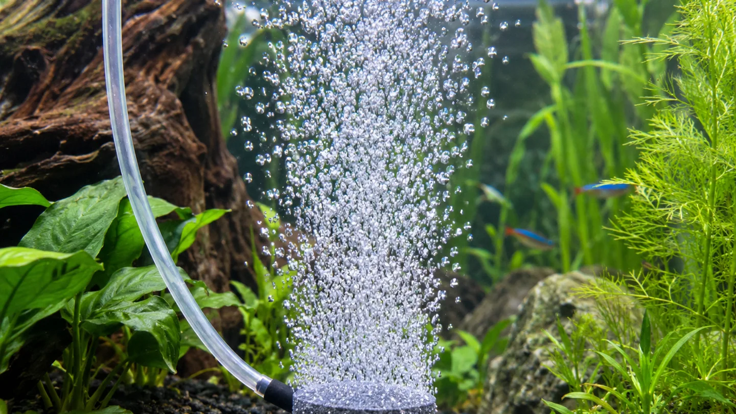 Freshwater aquarium care scene