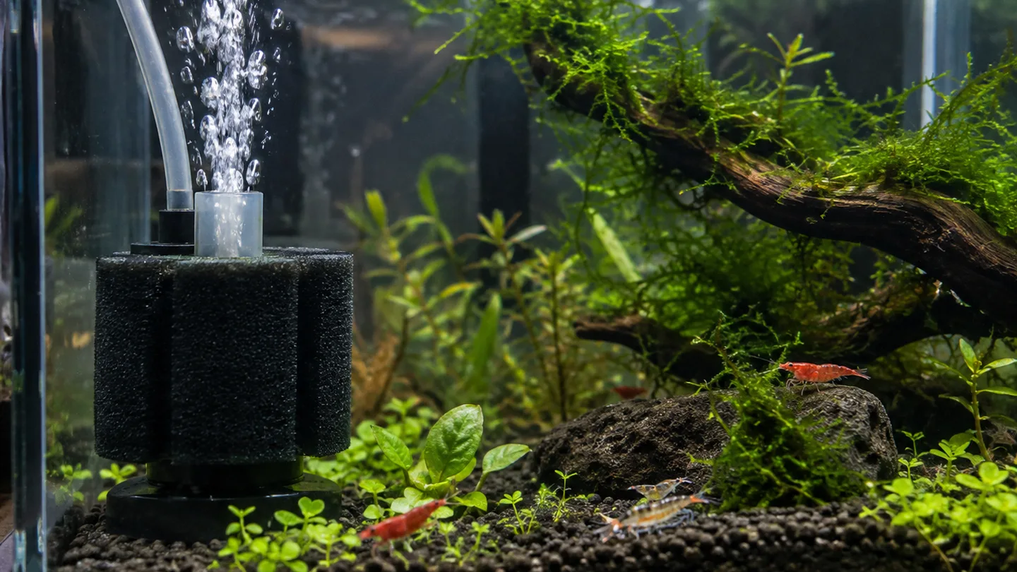 Freshwater aquarium care scene