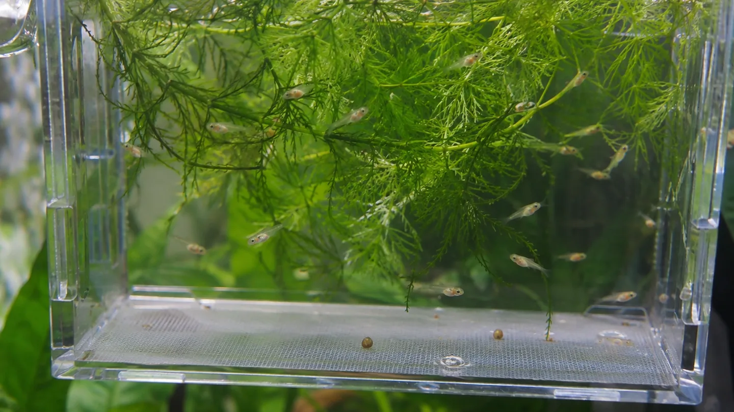 Freshwater aquarium care scene