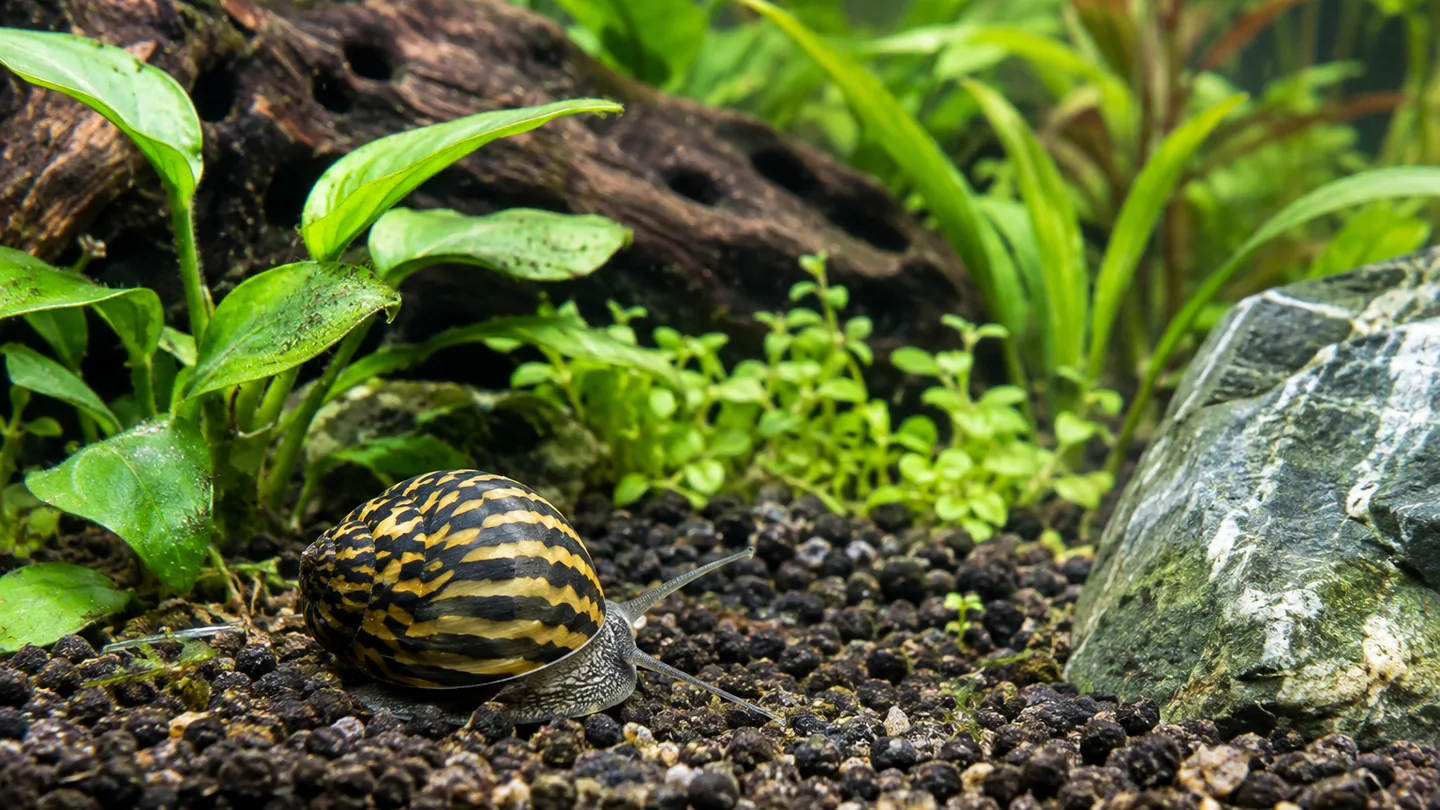 Striped Nerite Snail in Planted Aquarium